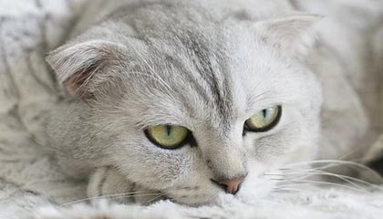 爱游戏app-戴维·帕特森的攻守一体型打法，令袋鼠队在攻防两端展现实力，戴维森vs泰拳手